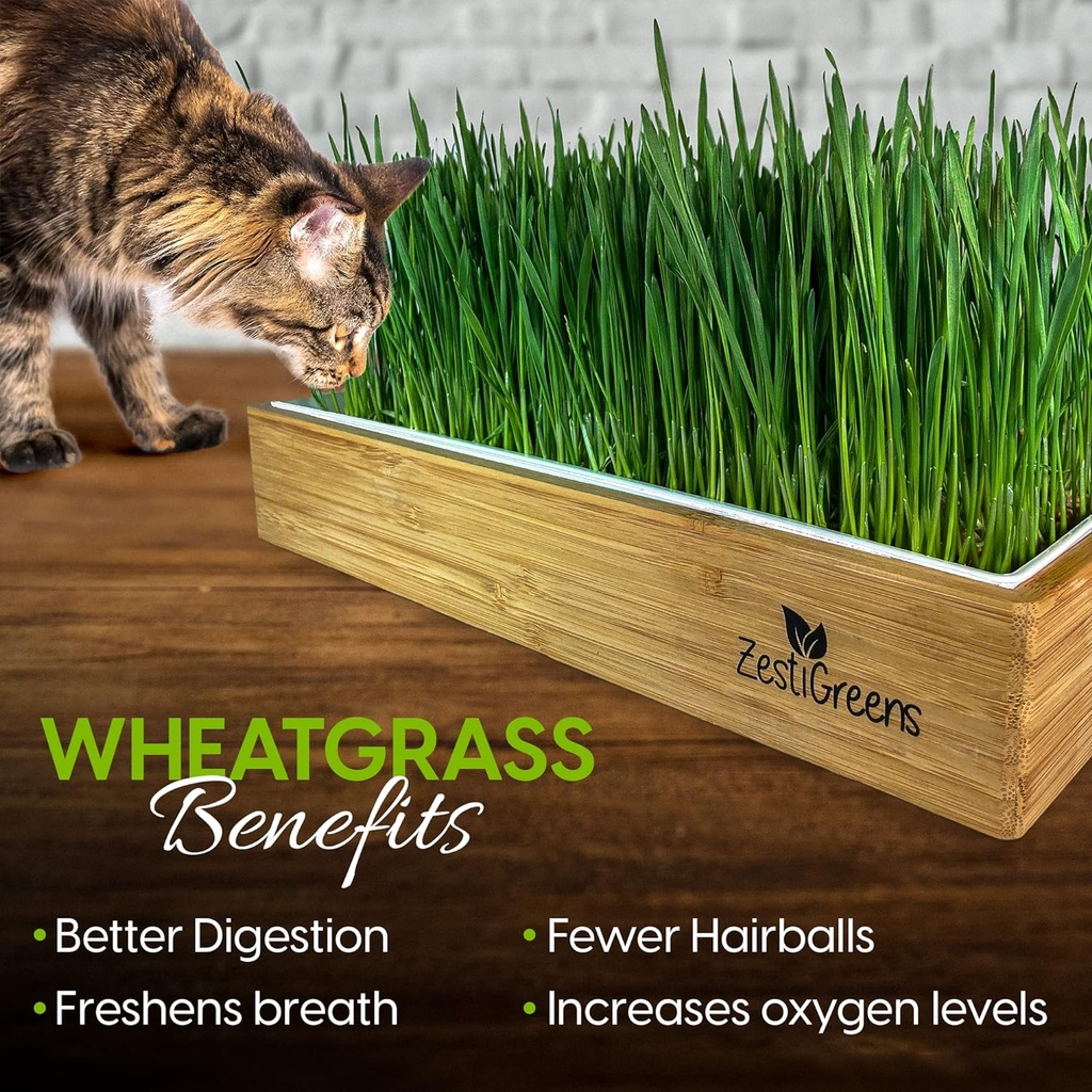 self-watering-cat-grass-kit-hands-down-t-5.jpg