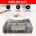 spider-traps-for-inside-your-home-16-tra-3.jpg